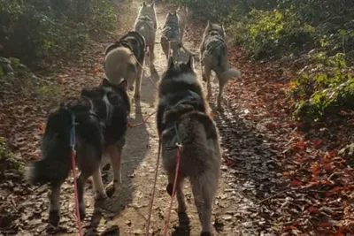 Husky-Workshop - Image 3