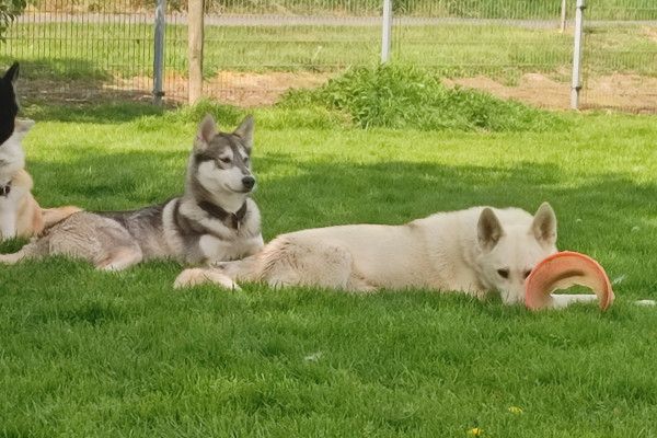 Husky-Knuddelzeit - Image 3