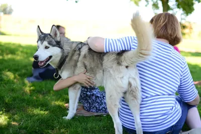 Husky-Knuddelzeit - Image 0