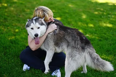 Husky-Knuddelzeit - Image 1