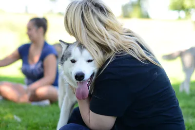 Husky-Knuddelzeit - Image 2