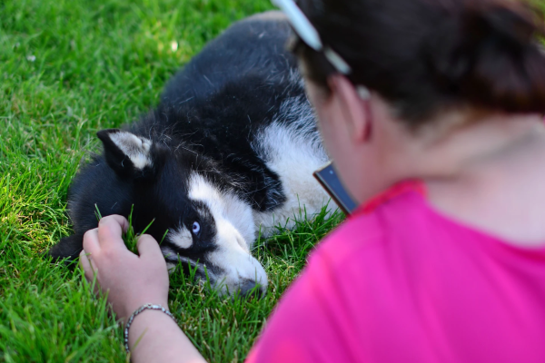 Husky-Knuddelzeit - Image 5