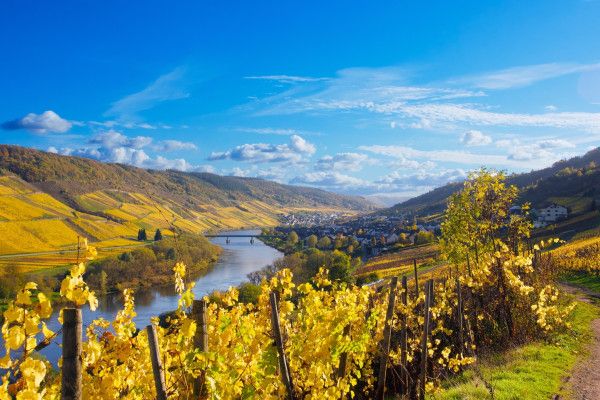 Reil, Mosel: Guided organic cellar tour and tasting - Image 4