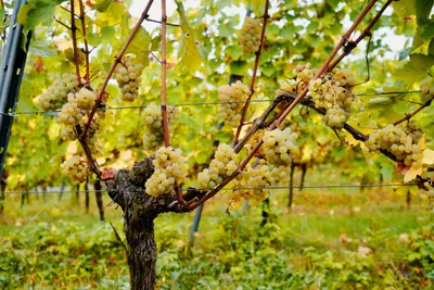 Reil, Mosel: Guided organic cellar tour and tasting - Image 5