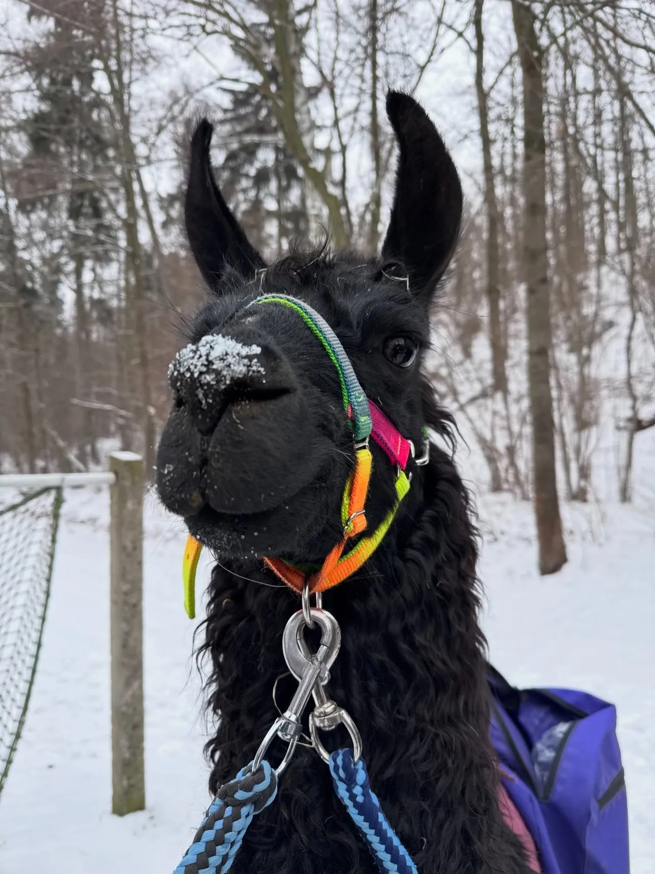 A black alpaca in snow