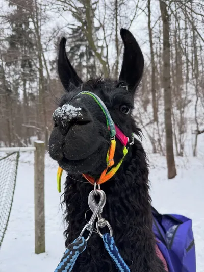 Glühweinwanderung mit Lamas - Gift Image