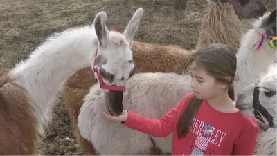 Girl feeding a llama by hand at the kids' camel farm camp