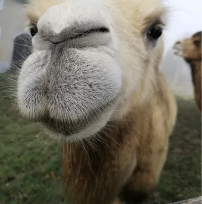 Close-up of a camel's face during a guided camel ride