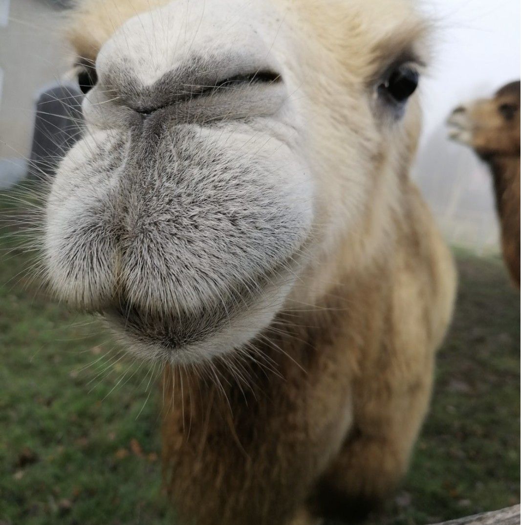 Close-up of a camel's face during a guided camel ride