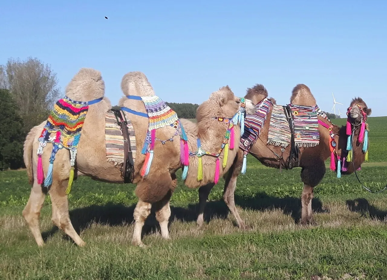 Two camels on a walk