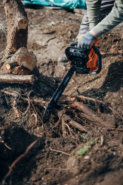 Close-up of a person wearing work gloves using an orange chainsaw to cut through thick tree roots in the dirt.