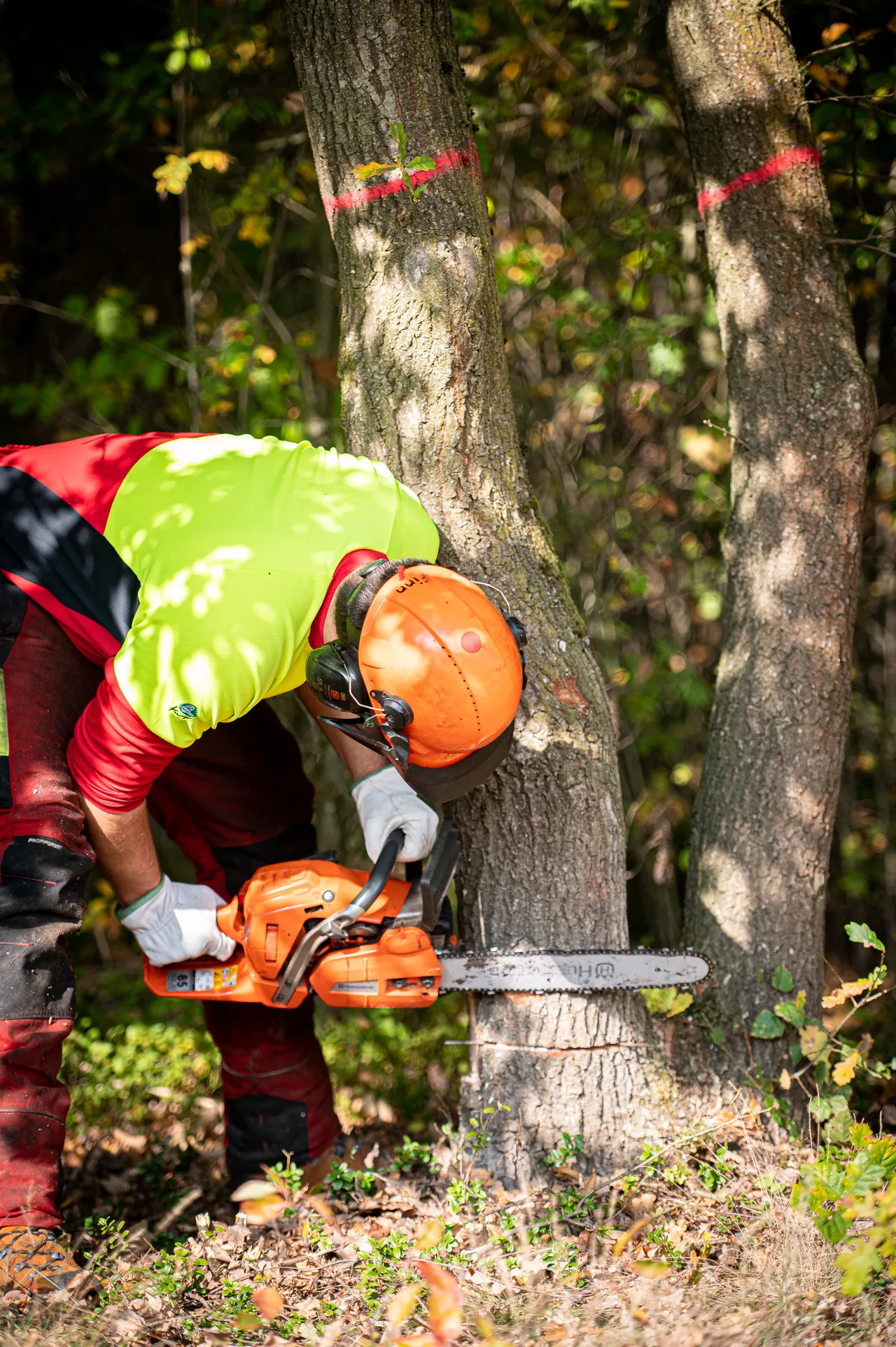 Chainsaw operator in high-visibility gear cutting into a tree trunk marked with red paint in a forest