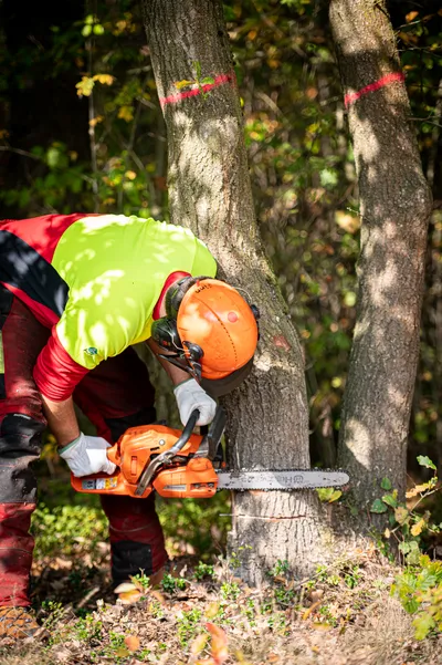 Chainsaw operator in high-visibility gear cutting into a tree trunk marked with red paint in a forest
