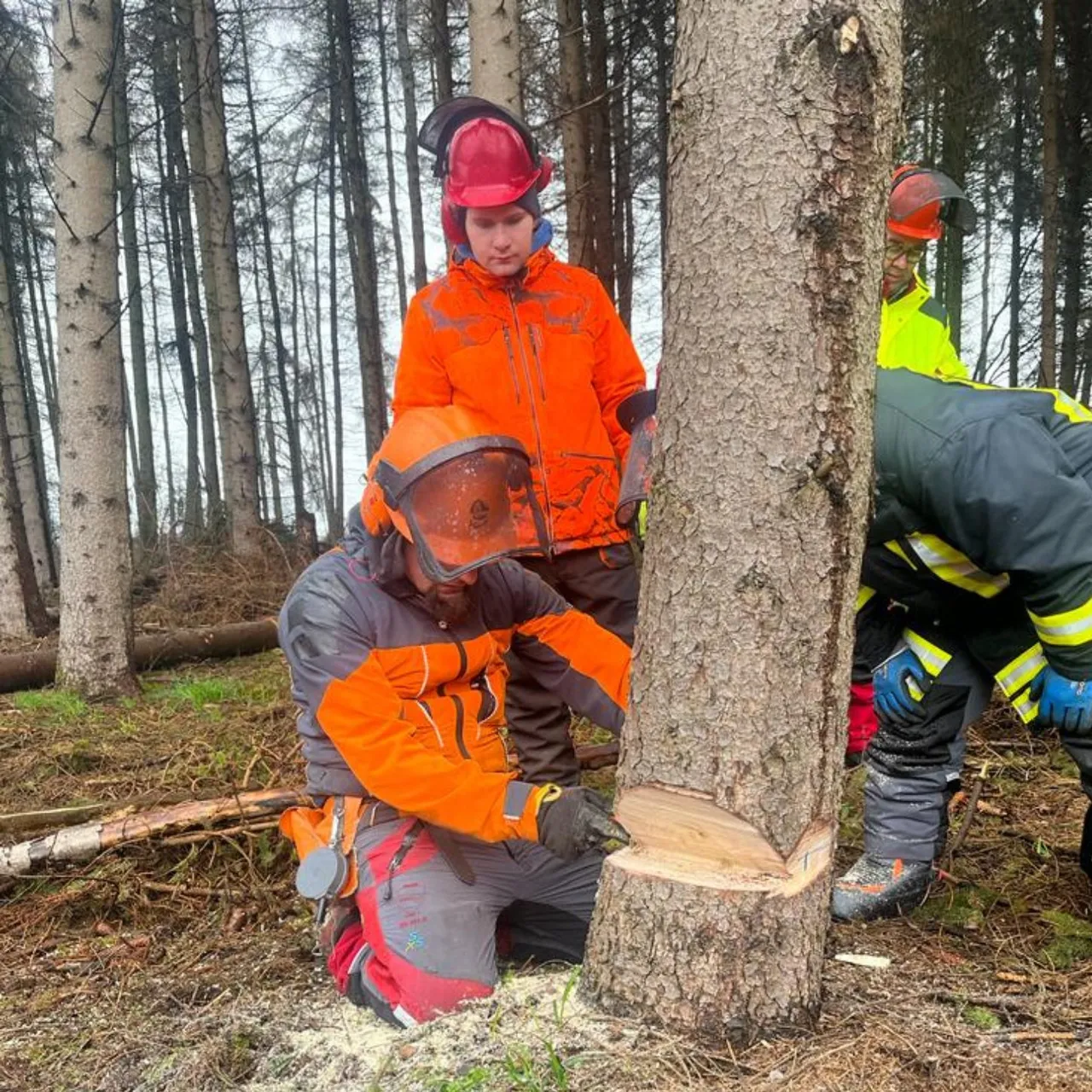 A group of people in orange and yellow safety gear practicing cutting a tree trunk during a chainsaw handling course in the woods.
