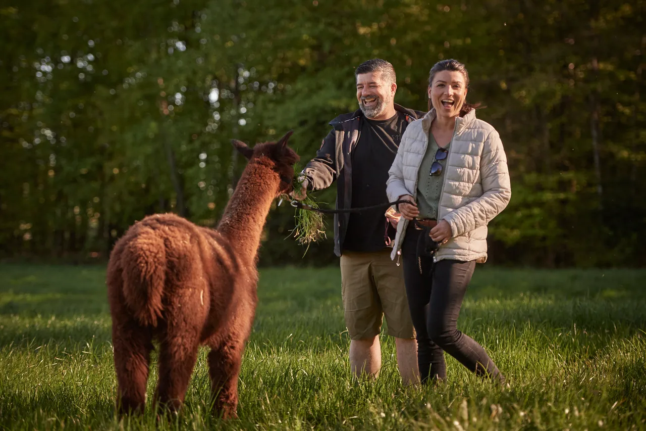 Smiling couple walking a brown alpaca across a green meadow at the edge of the forest