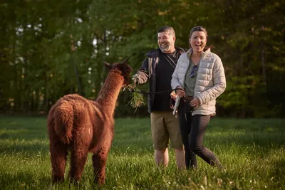 Smiling couple walking a brown alpaca across a green meadow at the edge of the forest