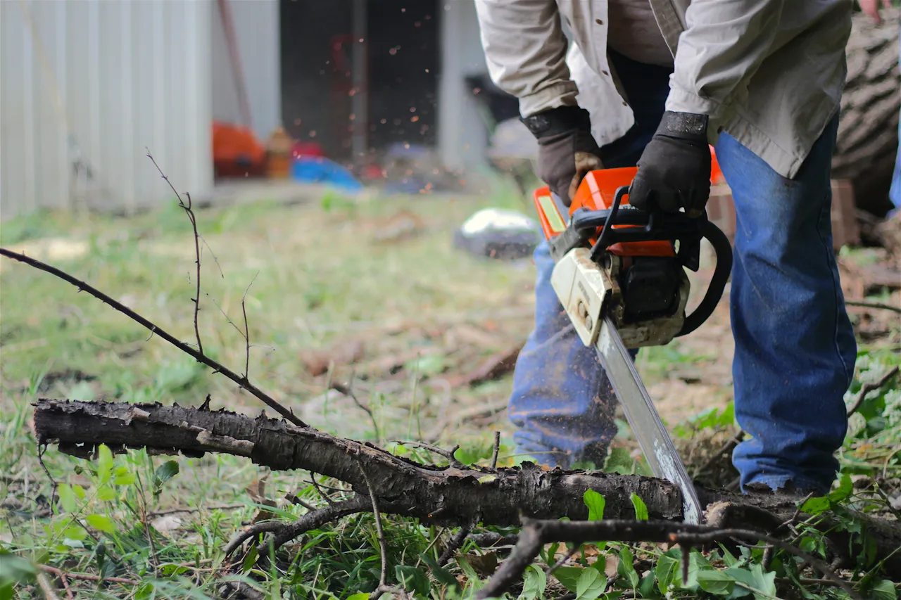 A person in jeans and gloves using a chainsaw to clear fallen tree branches on a grassy lawn