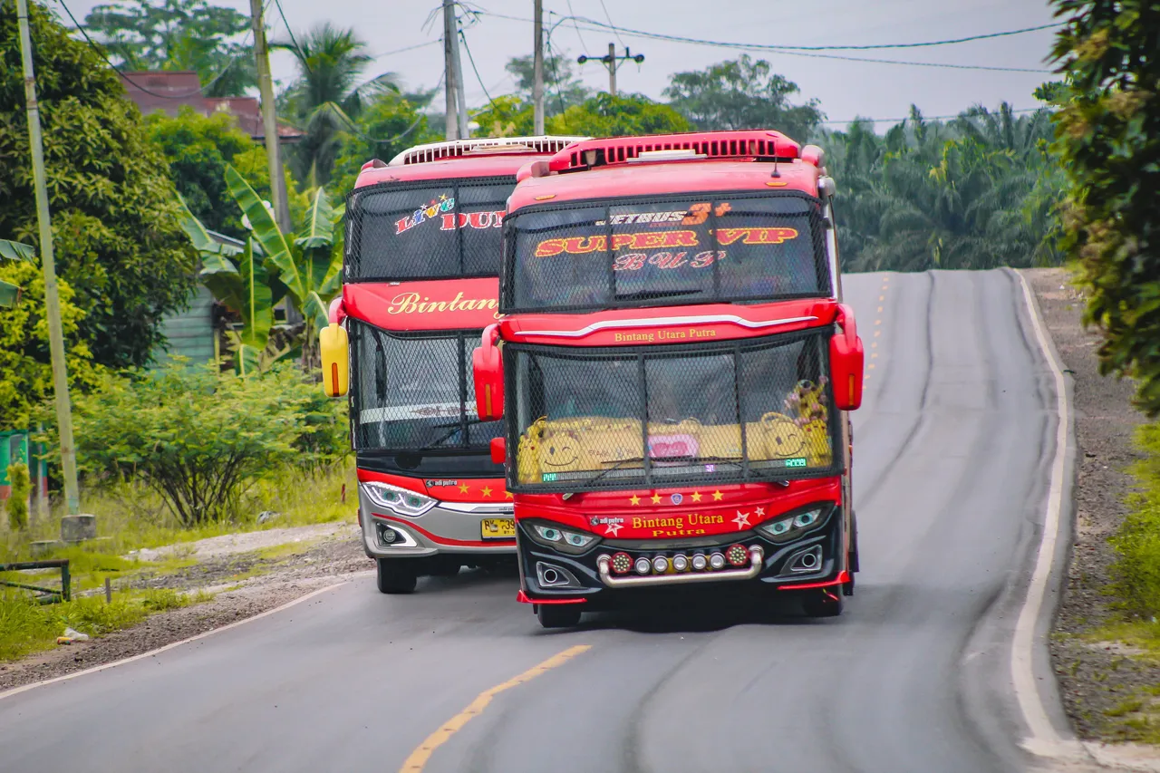 Two brightly decorated red tour buses driving along a tropical road lined with palm trees
