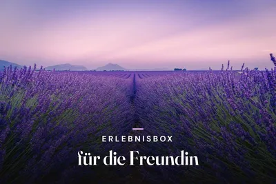 Experience gift box for your girlfriend – lavender field stretching to the horizon at dusk