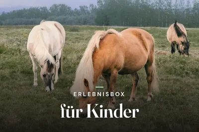 Experience gift box for kids – three ponies grazing in a green meadow