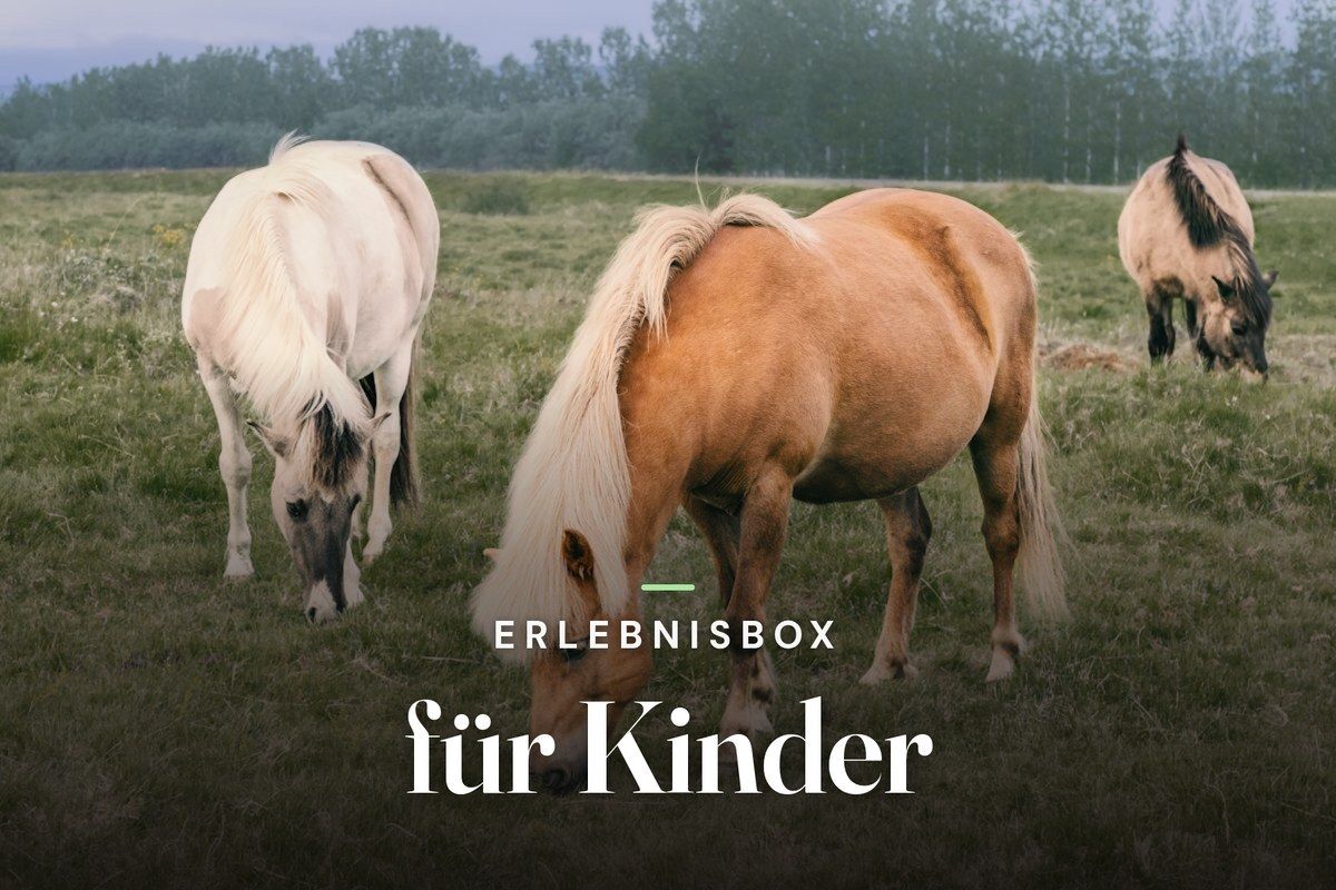 Experience gift box for kids – three ponies grazing in a green meadow
