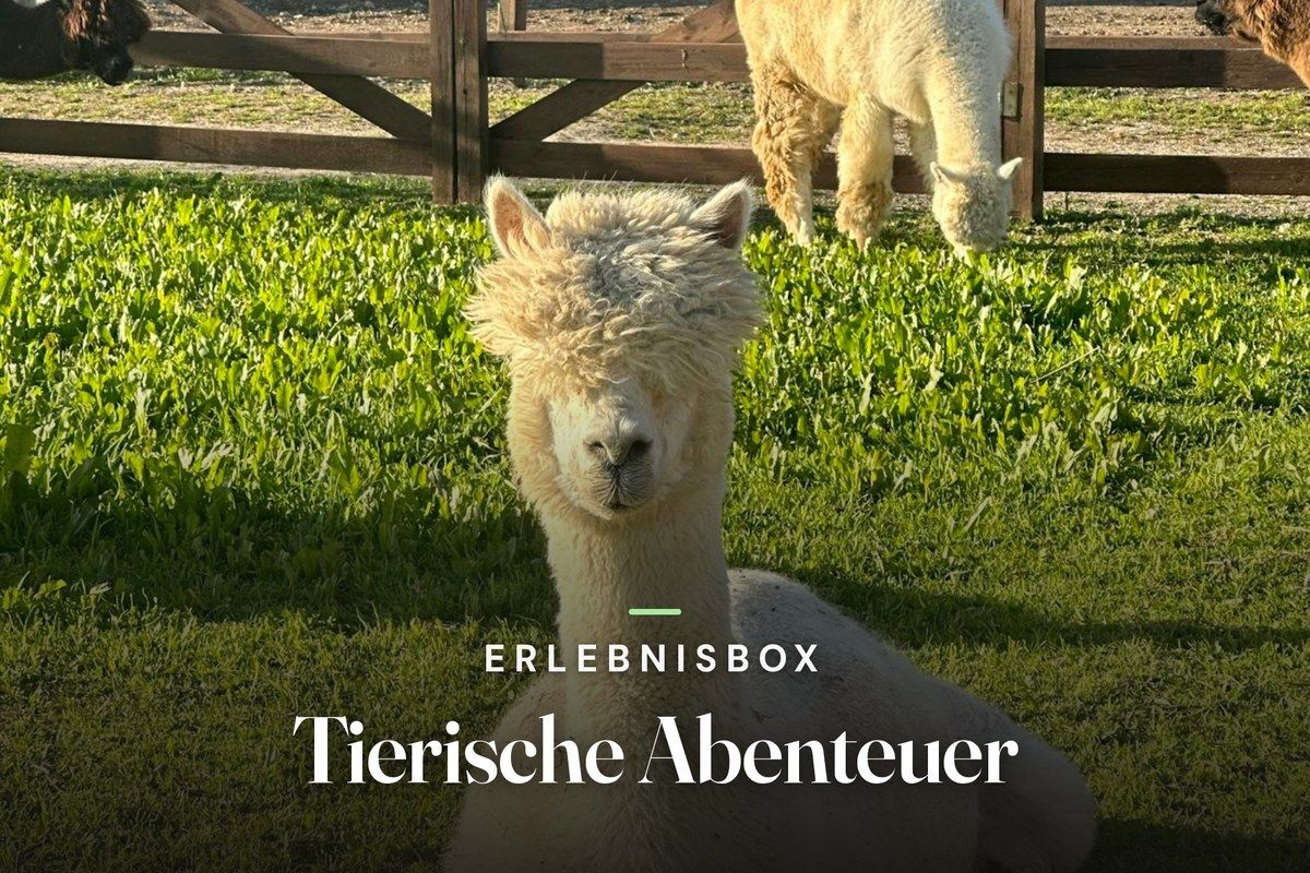 Fluffy white alpaca lying in green grass, looking into the camera, with more alpacas grazing by a wooden fence behind it, with the text “Erlebnisbox – Tierische Abenteuer”