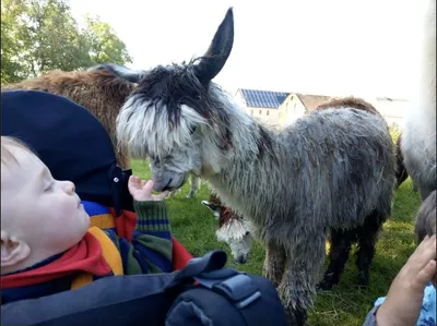 Tierische Abenteuer für Kleinkinder - Gift Image