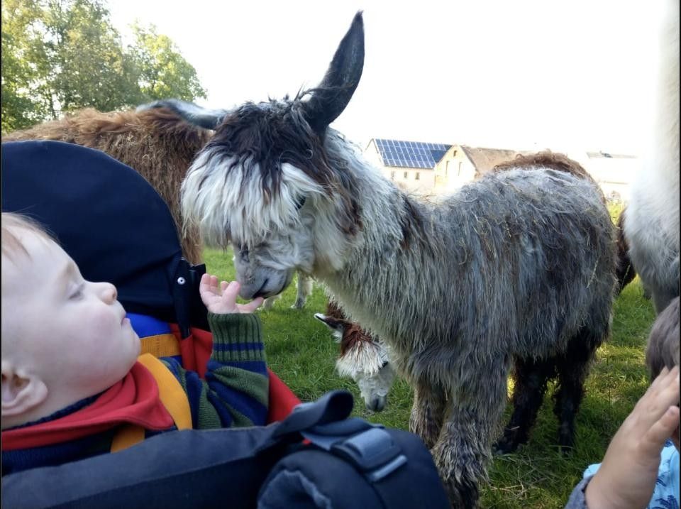 Baby feeding a llama by hand at the outdoor toddler group