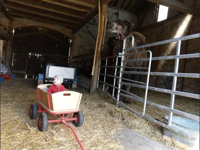 Toddler in a wagon watching a camel in the barn