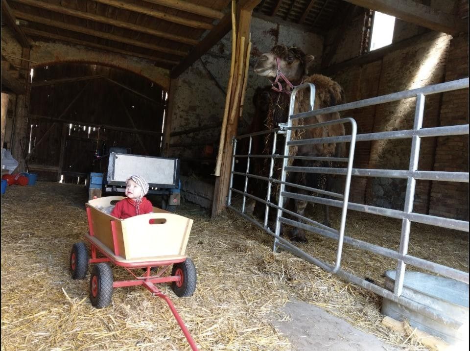 Toddler in a wagon watching a camel in the barn