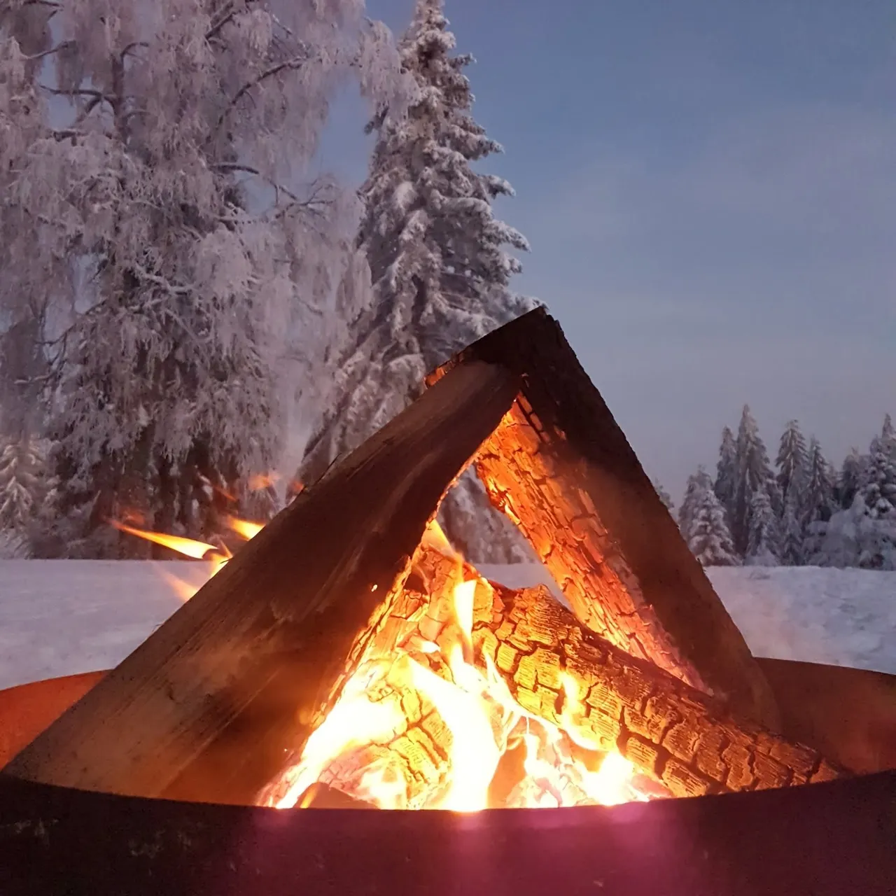 Bright campfire burning with flames against a snowy forest backdrop of frost-laden evergreen trees