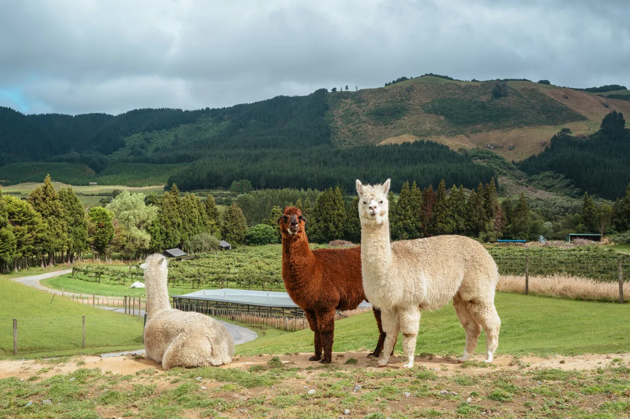 A close-up shot of a fluffy white alpaca standing in an outdoor enclosure.