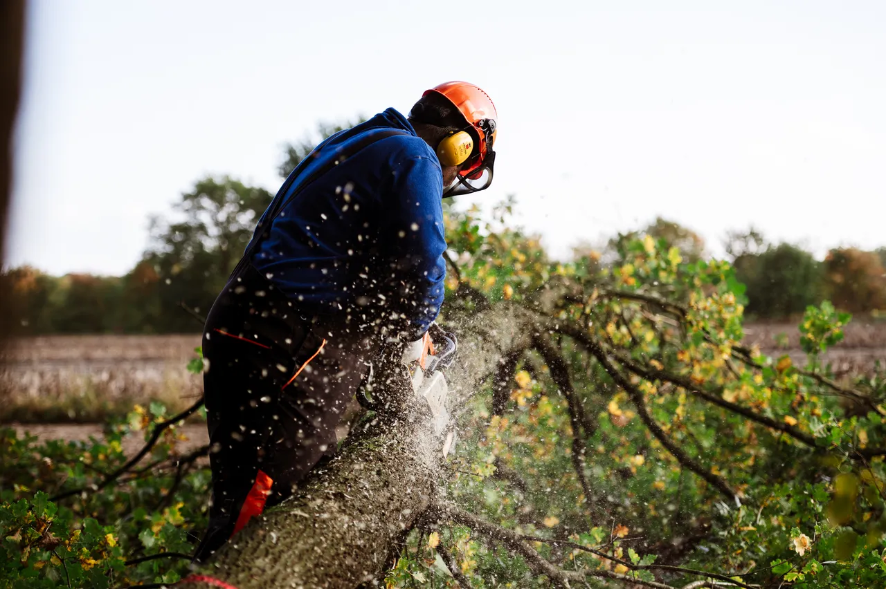 Forestry worker in a helmet and ear protection cutting through a fallen tree trunk with a chainsaw, wood chips flying