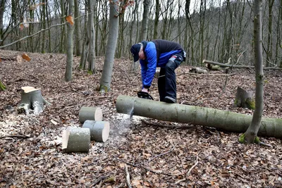 Man sawing a tree trunk with a chainsaw