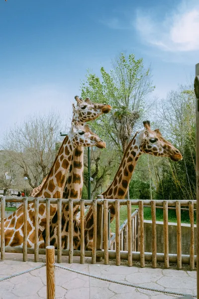 Fotokurs im Zoo - Gift Image