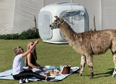 A couple feeding an alpaca in front of a glaming cube