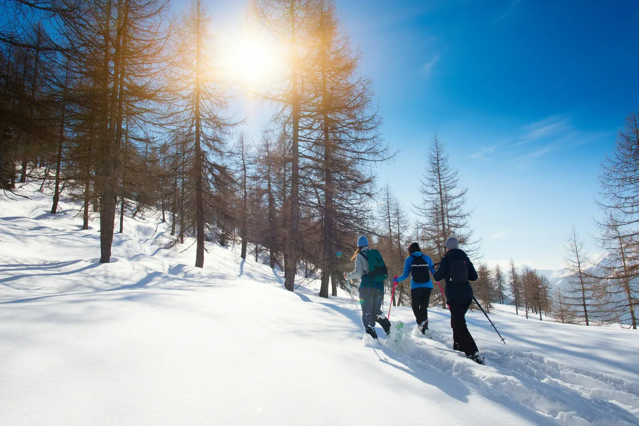 Three hikers wearing winter gear walk away from the camera, snowshoeing through deep snow along a sunlit trail lined with pine trees under a clear blue sky.