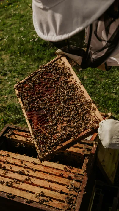 A person lifting up a honeycomb
