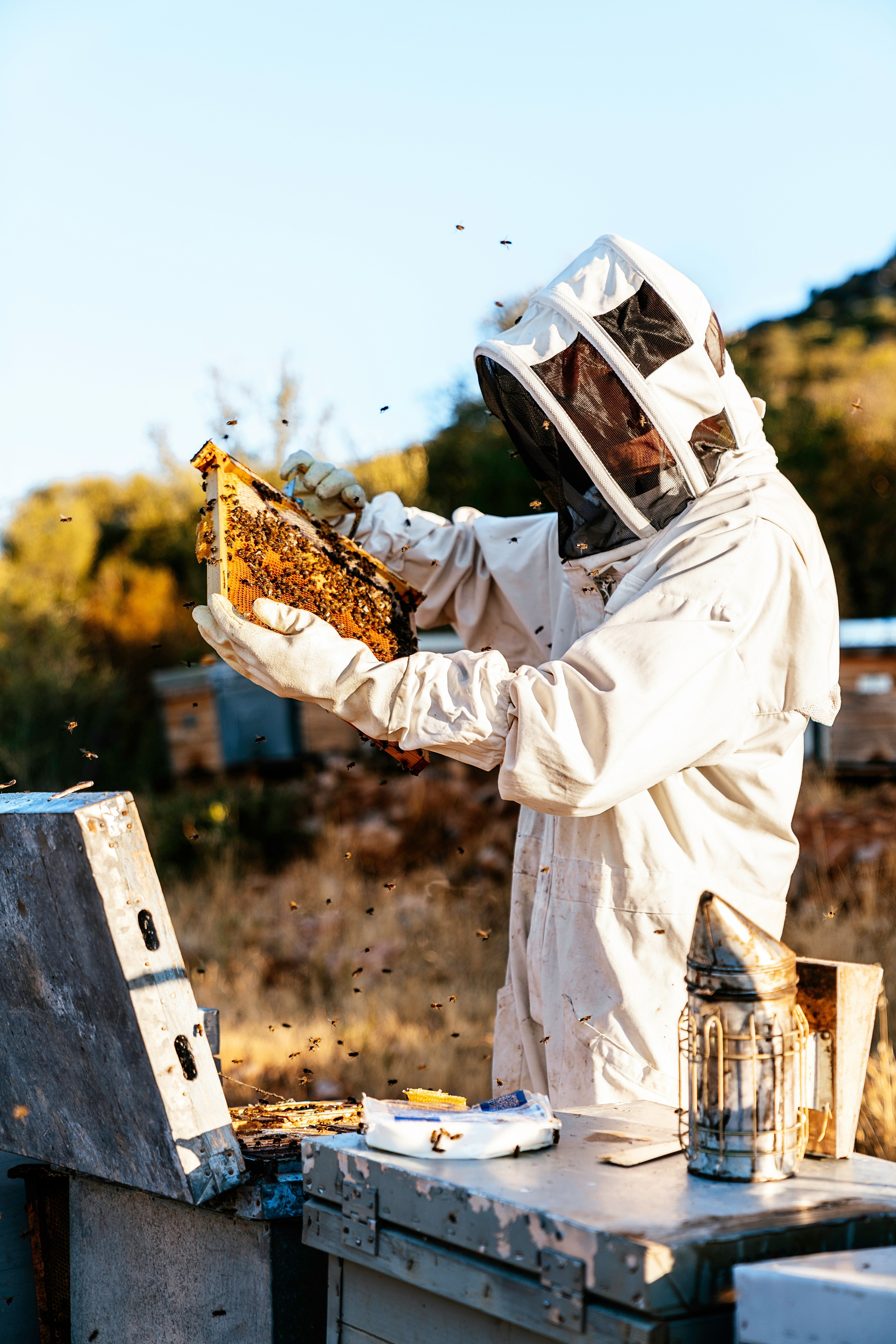 A person working with bees