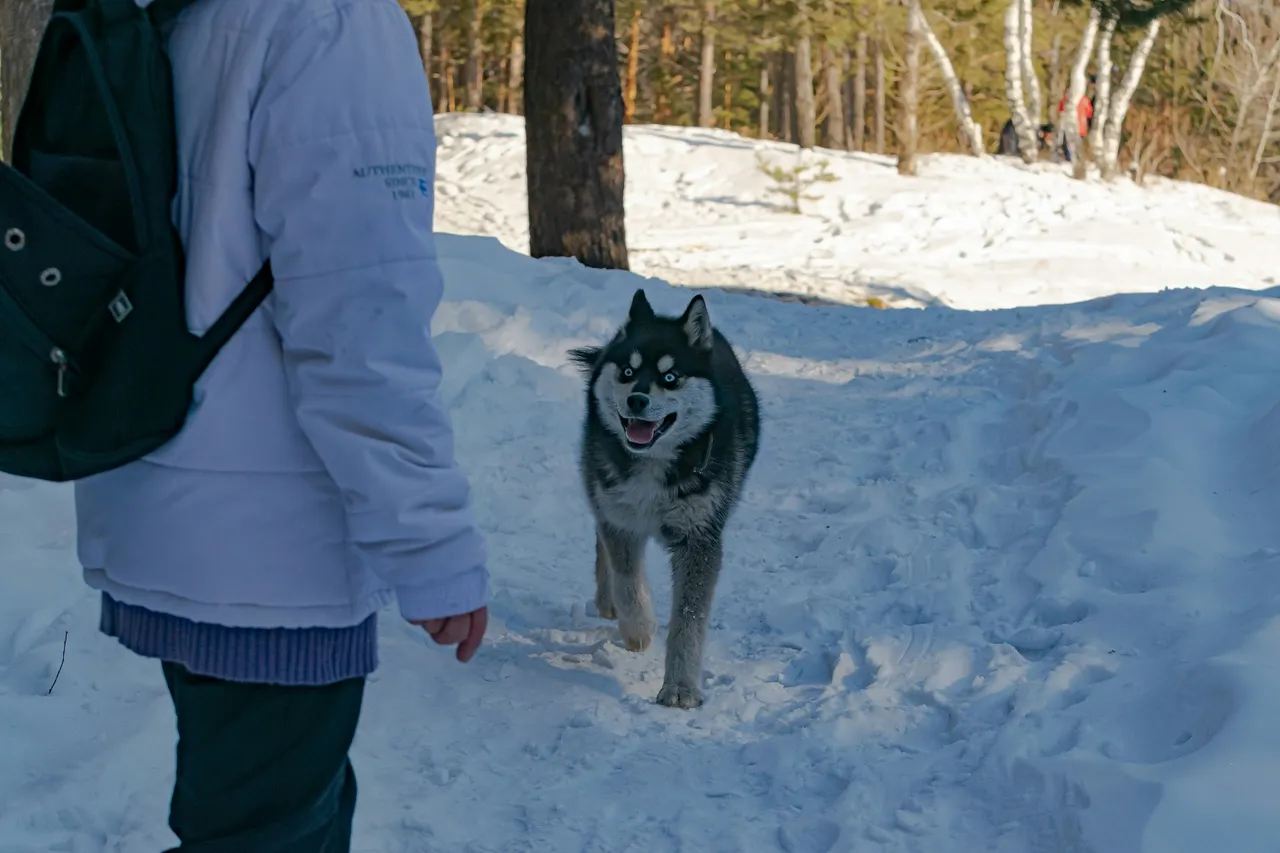 Winter hiker with a dog in a sunlit snow-covered forest