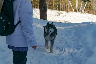 Winter hiker with a dog in a sunlit snow-covered forest