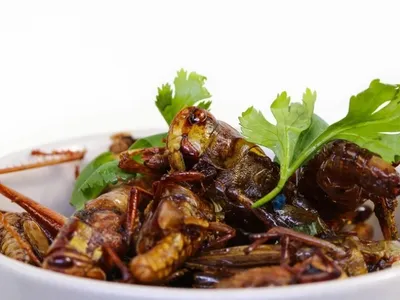Kochen mit Insekten - Gift Image