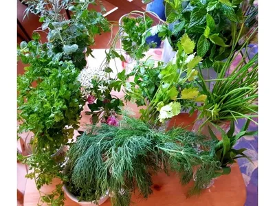Wild & Würzig – Der Stuttgarter Kräuterkochkurs in der Kochschule Sonja Lenz in Stuttgart-Hedelfingen - Image 1