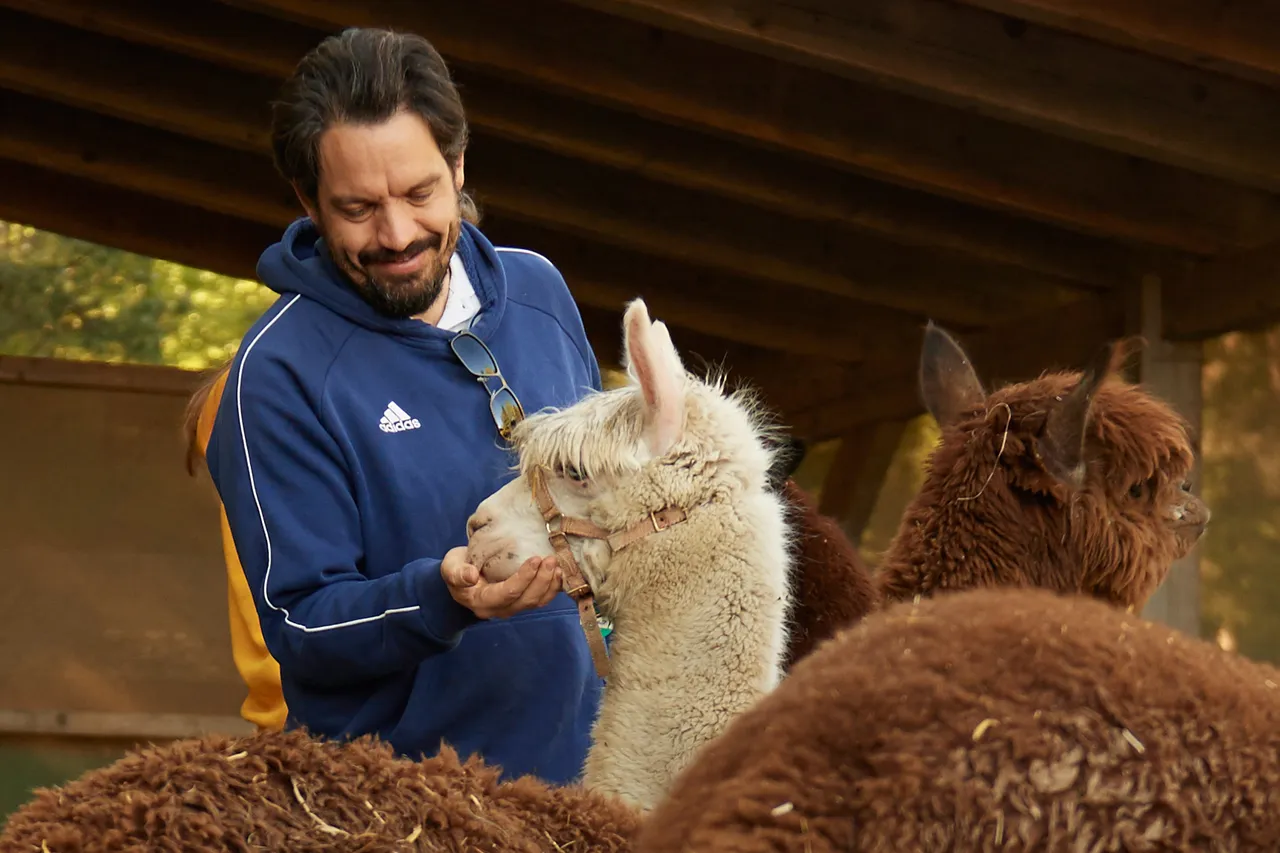 Smiling man feeding a white alpaca by hand in a shelter
