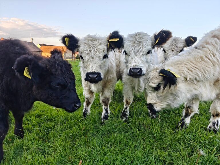Four black and white mini cows