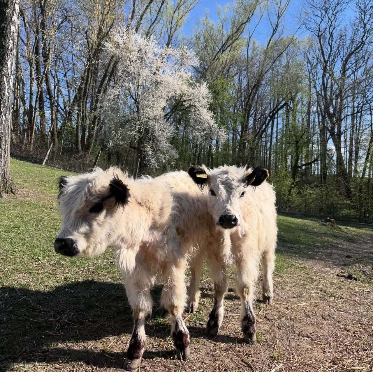 Two black and white mini cows