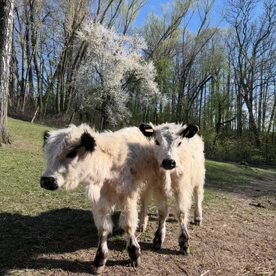 Two black and white mini cows