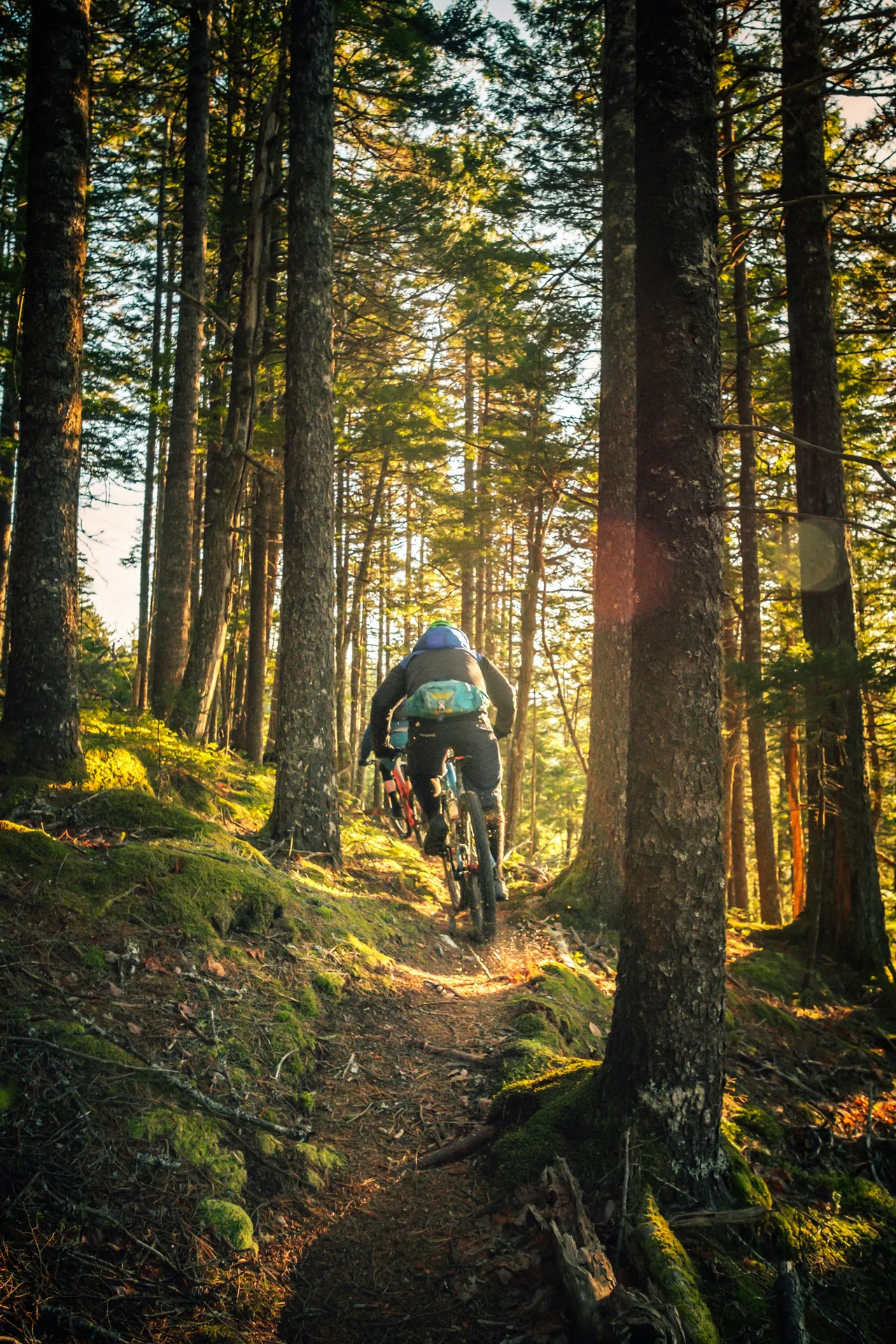 Mountainbiker riding on a forest trail