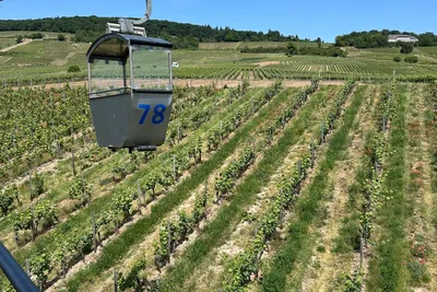 Cable car gondolas gliding over the vineyards of Rüdesheim towards the Niederwald