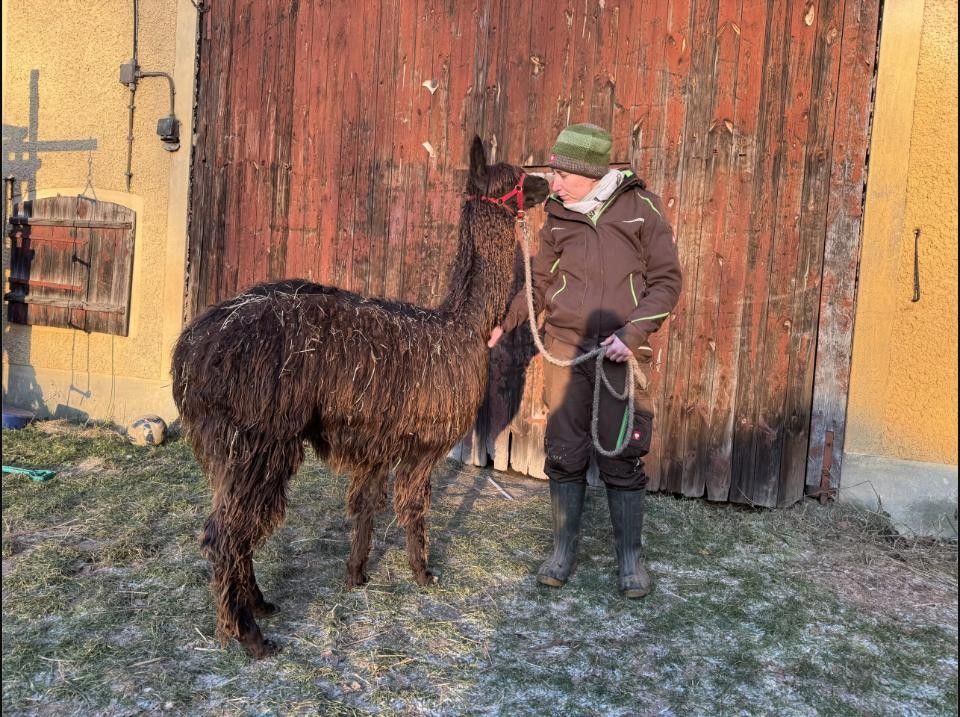 Handler with a dark alpaca outside a barn in winter